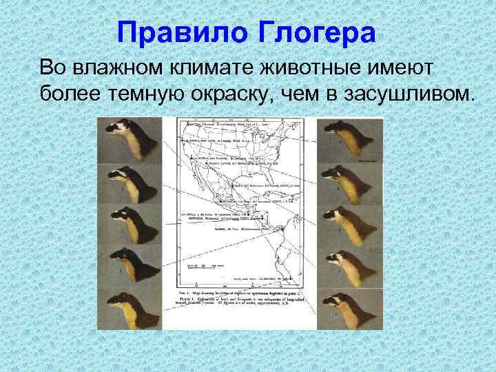 Правило Глогера Во влажном климате животные имеют более темную окраску, чем в засушливом. 