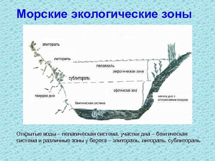 Морские экологические зоны Открытые воды – пелагическая система, участки дна – бентическая система и