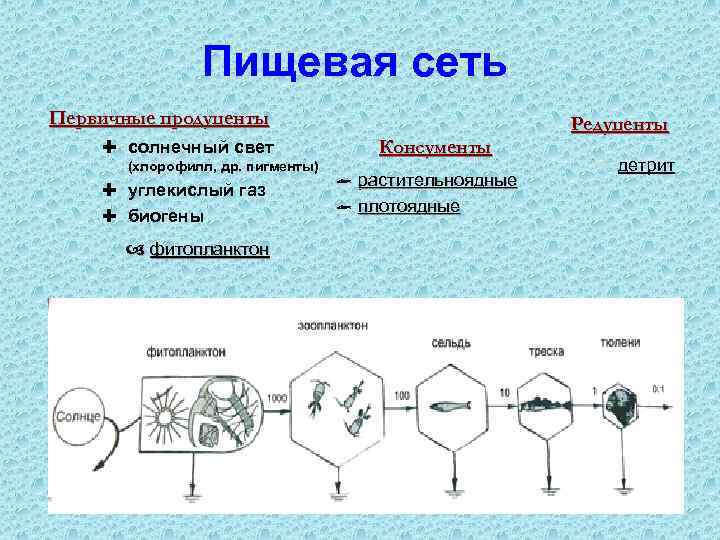 Пищевая сеть Первичные продуценты Ì солнечный свет (хлорофилл, др. пигменты) Ì углекислый газ Ì