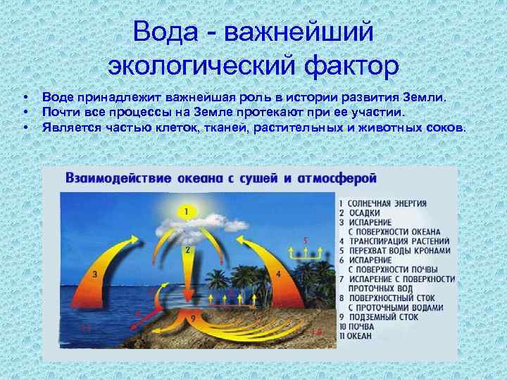 Вода - важнейший экологический фактор • • • Воде принадлежит важнейшая роль в истории
