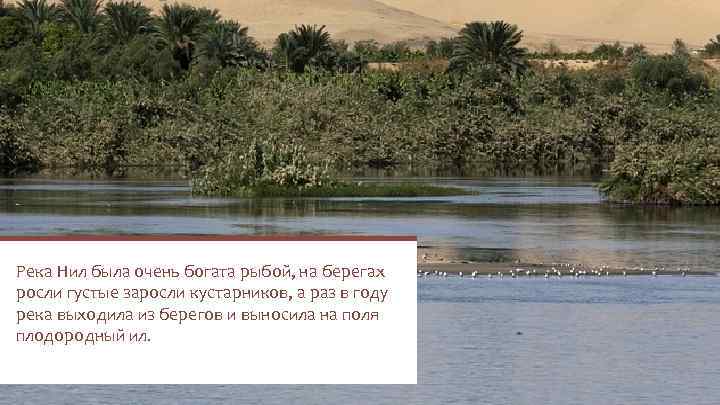 Древний Египет Река Нил была очень богата рыбой, на берегах росли густые заросли кустарников,