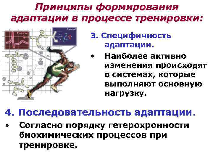 Принцип организма. Принципы системы адаптации. Адаптация к мышечной деятельности. Принципы формирования адаптации в процессе тренировки схема. Принципы и механизмы адаптации человека.