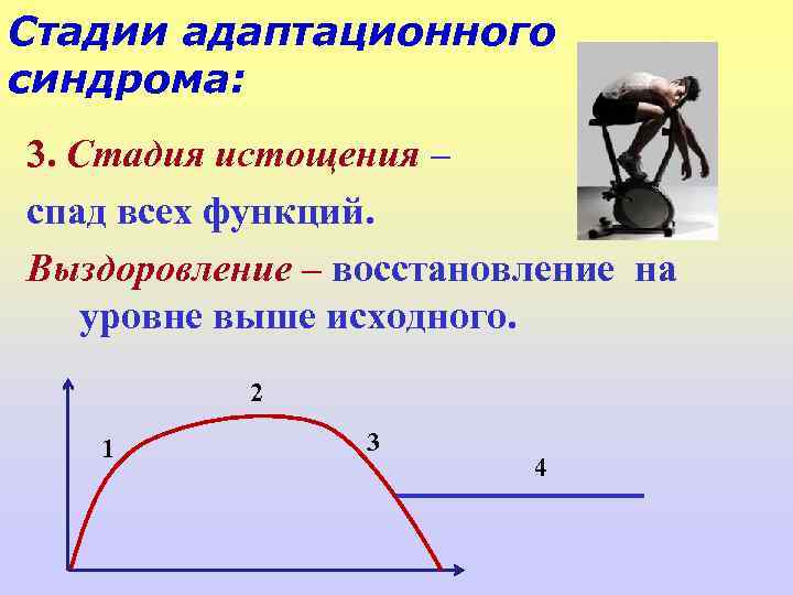 Стадии адаптационного синдрома: 3. Стадия истощения – спад всех функций. Выздоровление – восстановление на