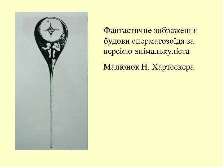 Фантастичне зображення будови сперматозоїда за версією анімалькуліста Малюнок Н. Хартсекера 