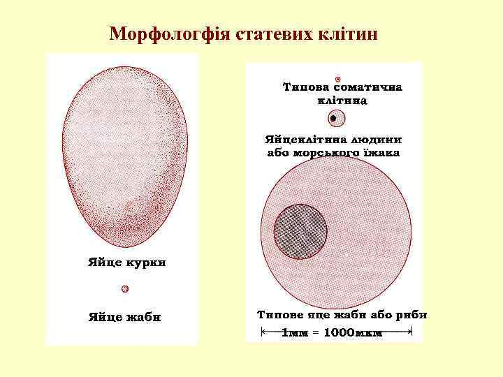 Морфологфія статевих клітин 