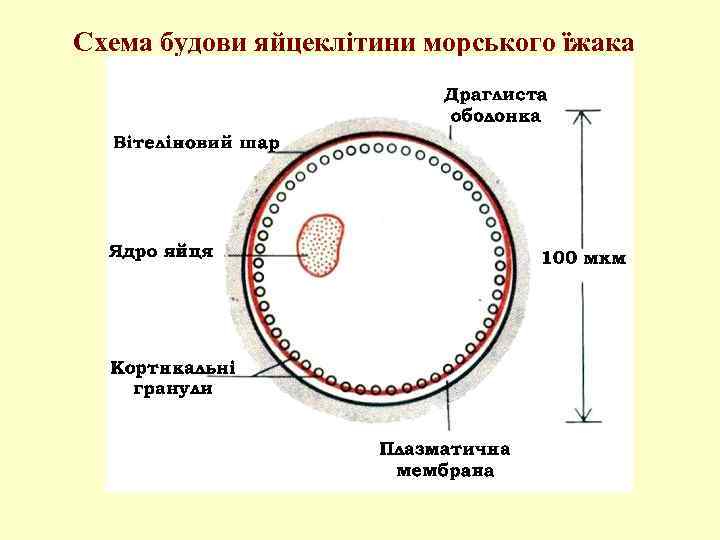 Схема будови яйцеклітини морського їжака 