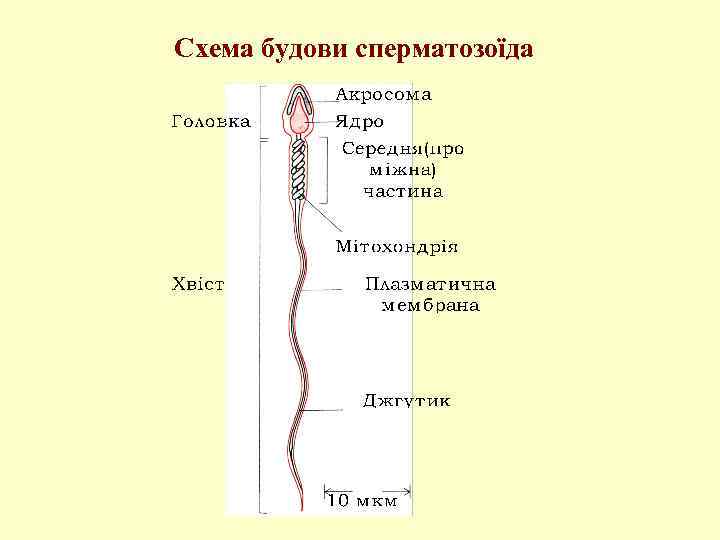 Схема будови сперматозоїда 