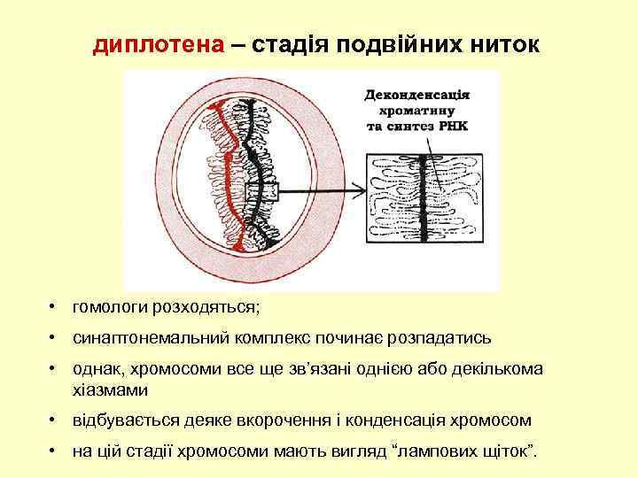 диплотена – стадія подвійних ниток • гомологи розходяться; • синаптонемальний комплекс починає розпадатись •