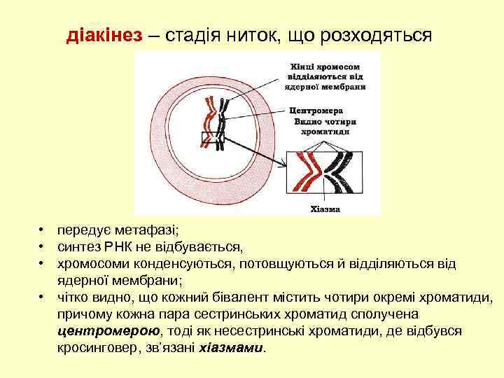 діакінез – стадія ниток, що розходяться • передує метафазі; • синтез РНК не відбувається,
