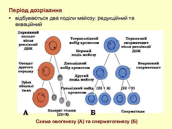 Гаметогенез дробление