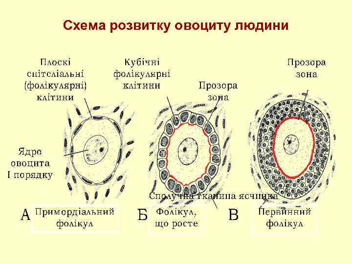 Схема розвитку овоциту людини 