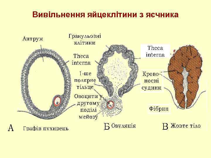 Вивільнення яйцеклітини з яєчника 