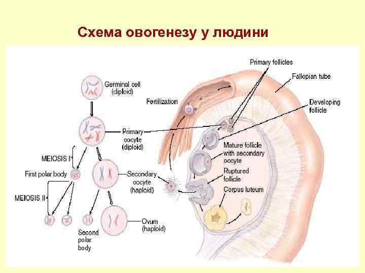 Схема овогенезу у людини 