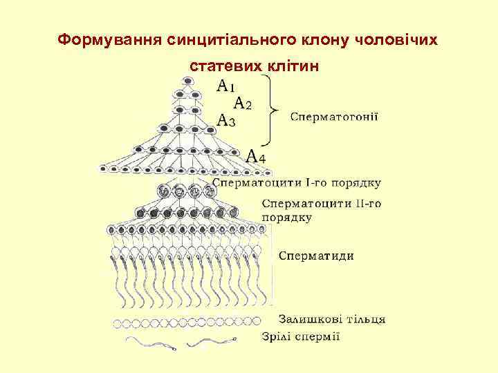 Формування синцитіального клону чоловічих статевих клітин 