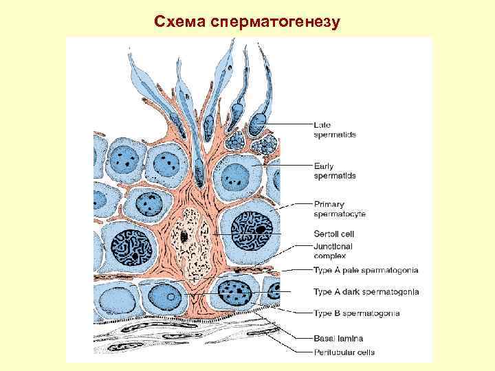 Схема сперматогенезу 