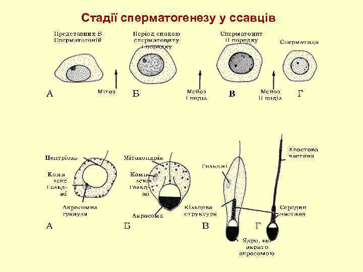 Стадії сперматогенезу у ссавців 