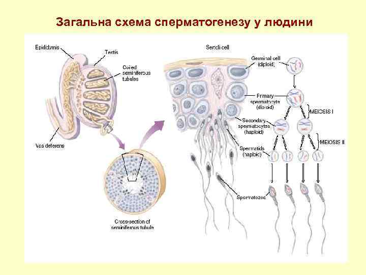 Загальна схема сперматогенезу у людини 