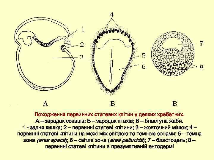 Походження первинних статевих клітин у деяких хребетних. А – зародок ссавців; Б – зародок