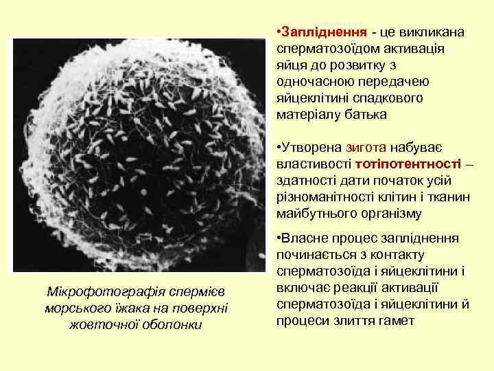  • Запліднення - це викликана сперматозоїдом активація яйця до розвитку з одночасною передачею