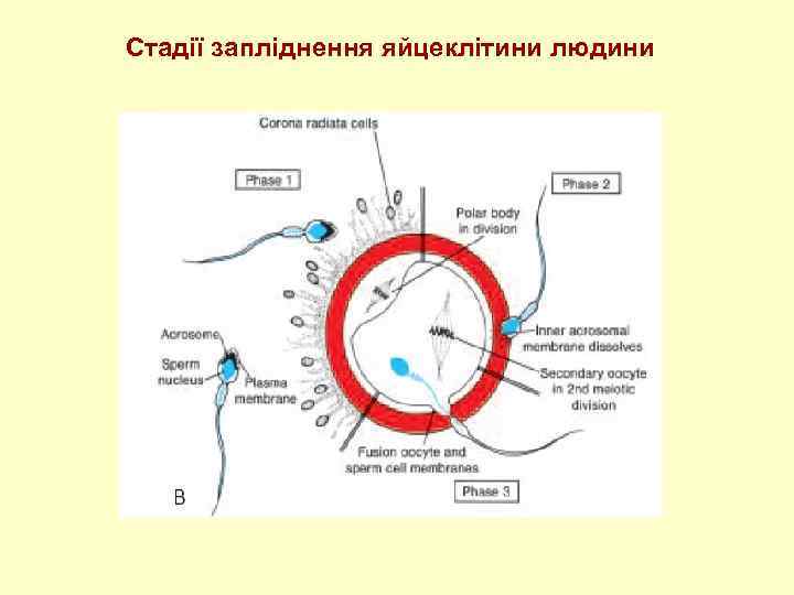 Стадії запліднення яйцеклітини людини 