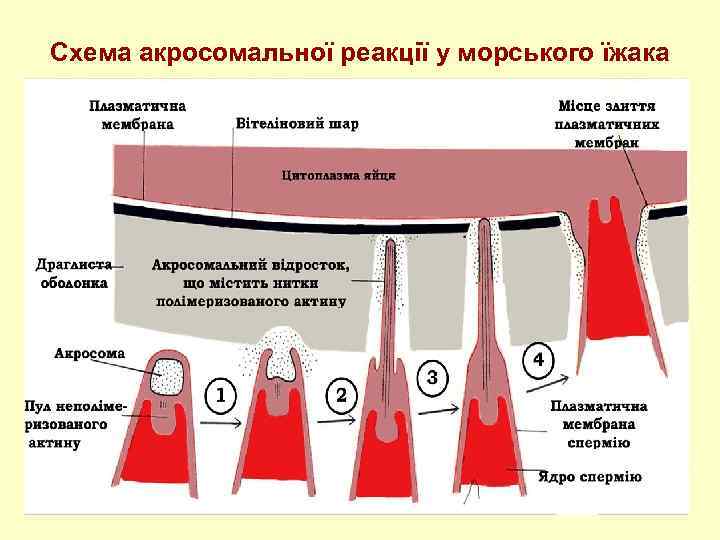 Схема акросомальної реакції у морського їжака 