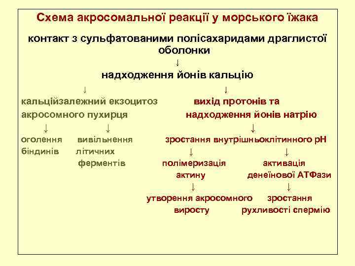 Схема акросомальної реакції у морського їжака контакт з сульфатованими полісахаридами драглистої оболонки ↓ надходження