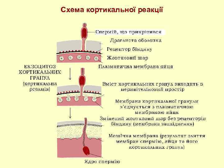 Схема кортикальної реакції 