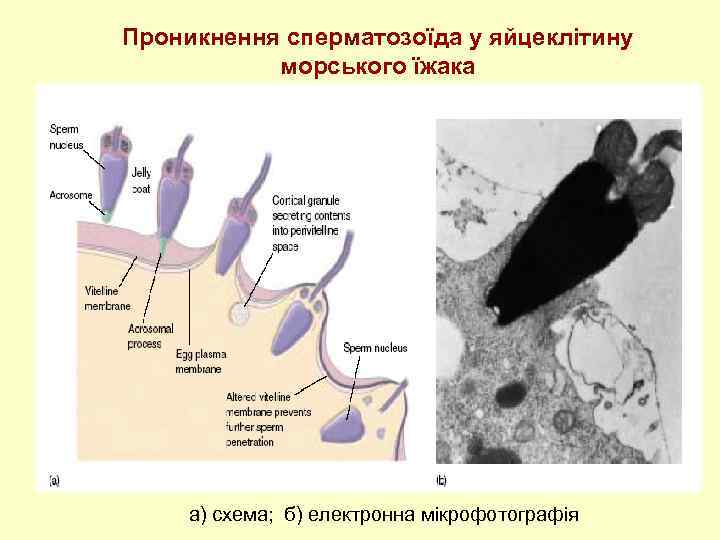 Проникнення сперматозоїда у яйцеклітину морського їжака а) схема; б) електронна мікрофотографія 