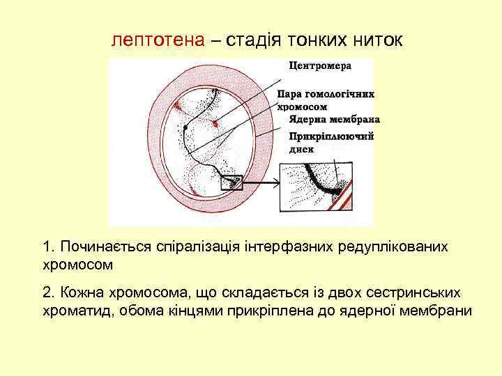 лептотена – стадія тонких ниток 1. Починається спіралізація інтерфазних редуплікованих хромосом 2. Кожна хромосома,