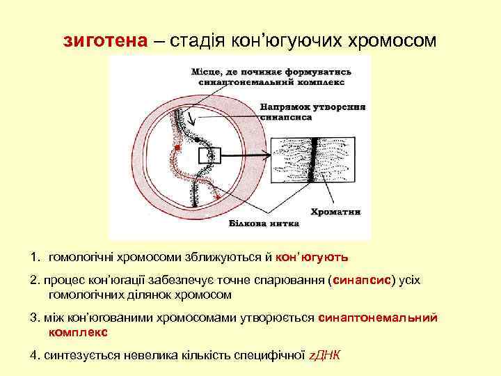 зиготена – стадія кон’югуючих хромосом 1. гомологічні хромосоми зближуються й кон’югують 2. процес кон’югації
