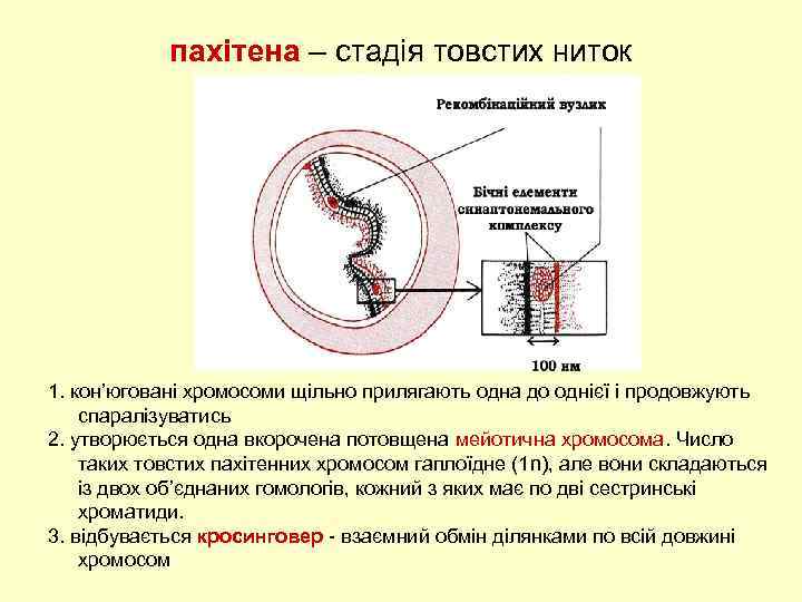 пахітена – стадія товстих ниток 1. кон’юговані хромосоми щільно прилягають одна до однієї і