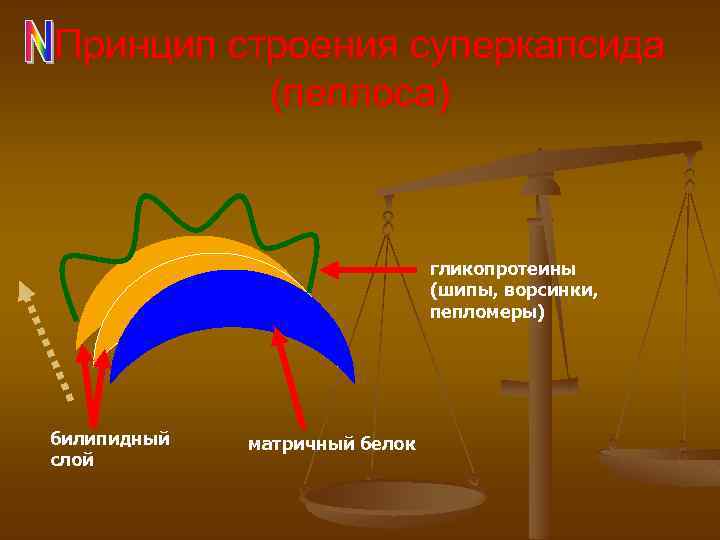 Принцип строения суперкапсида (пеплоса) гликопротеины (шипы, ворсинки, пепломеры) билипидный слой матричный белок 