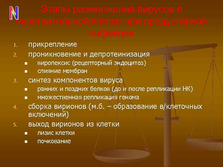 Этапы размножения вирусов в чувствительной клетке при продуктивной инфекции прикрепление проникновение и депротеинизация 1.