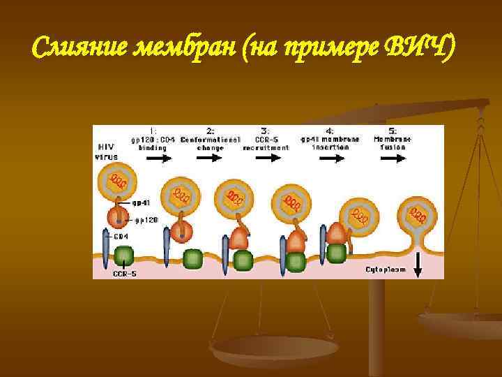 Слияние мембран (на примере ВИЧ) 