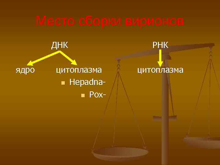 Место сборки вирионов ДНК ядро цитоплазма n Hepadnan Pox- РНК цитоплазма 