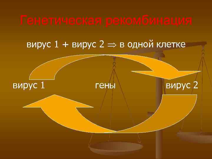 Генетическая рекомбинация вирус 1 + вирус 2 в одной клетке вирус 1 гены вирус
