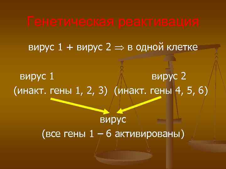 Генетическая реактивация вирус 1 + вирус 2 в одной клетке вирус 1 вирус 2