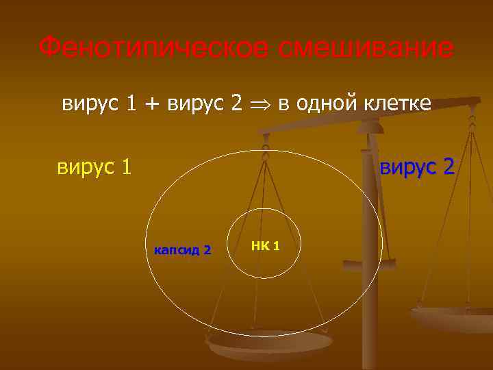 Фенотипическое смешивание вирус 1 + вирус 2 в одной клетке вирус 1 вирус 2