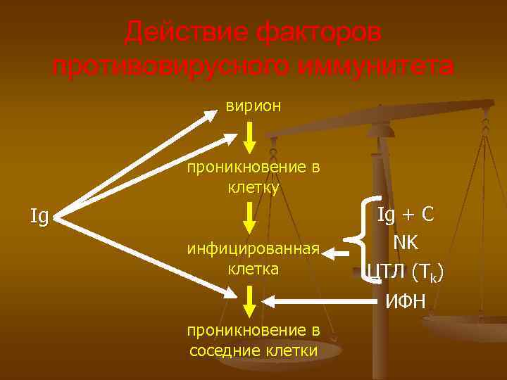 Действие факторов противовирусного иммунитета вирион проникновение в клетку Ig инфицированная клетка Ig + C