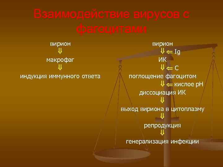 Взаимодействие вирусов с фагоцитами вирион макрофаг индукция иммунного ответа вирион Ig ИК C поглощение