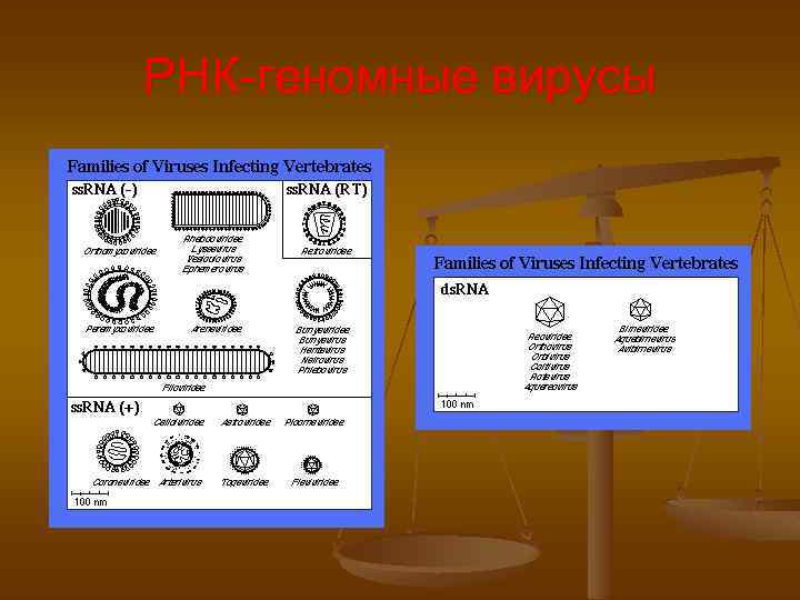 РНК-геномные вирусы 