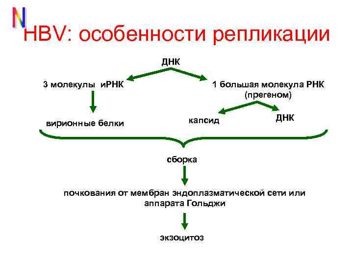 HBV: особенности репликации ДНК 3 молекулы и. РНК вирионные белки 1 большая молекула РНК