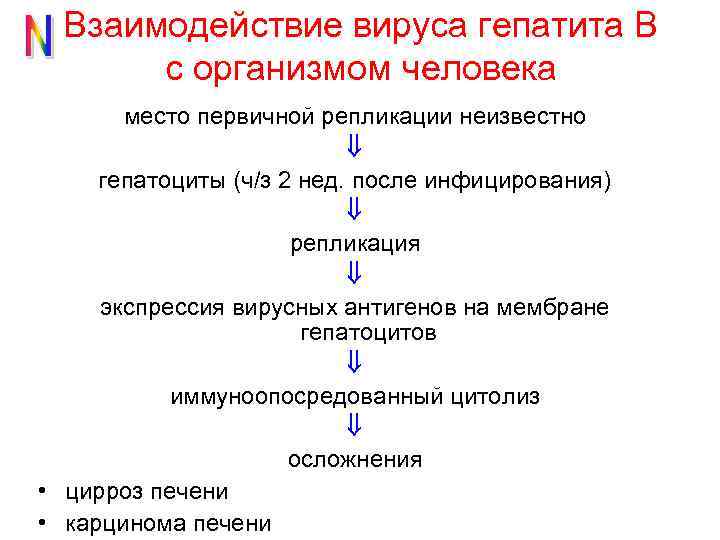 Взаимодействие вируса гепатита В с организмом человека место первичной репликации неизвестно гепатоциты (ч/з 2