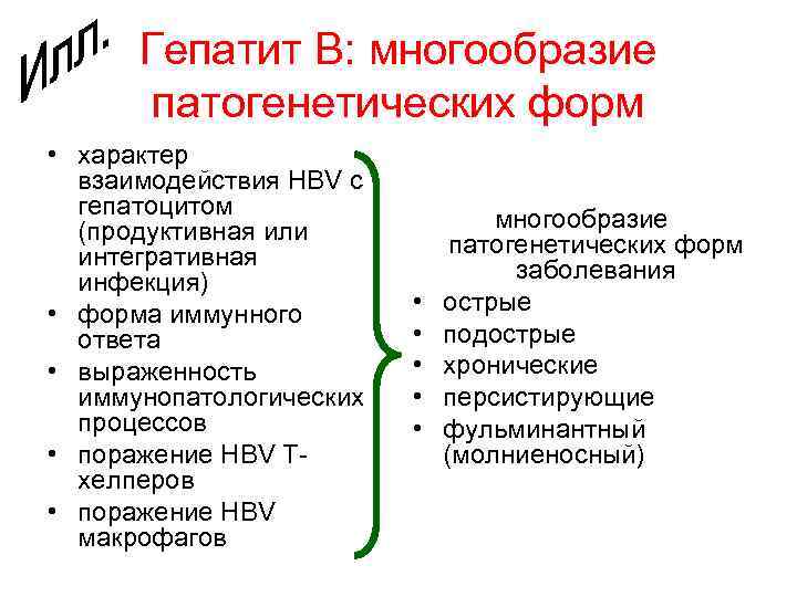 Гепатит В: многообразие патогенетических форм • характер взаимодействия HBV с гепатоцитом (продуктивная или интегративная