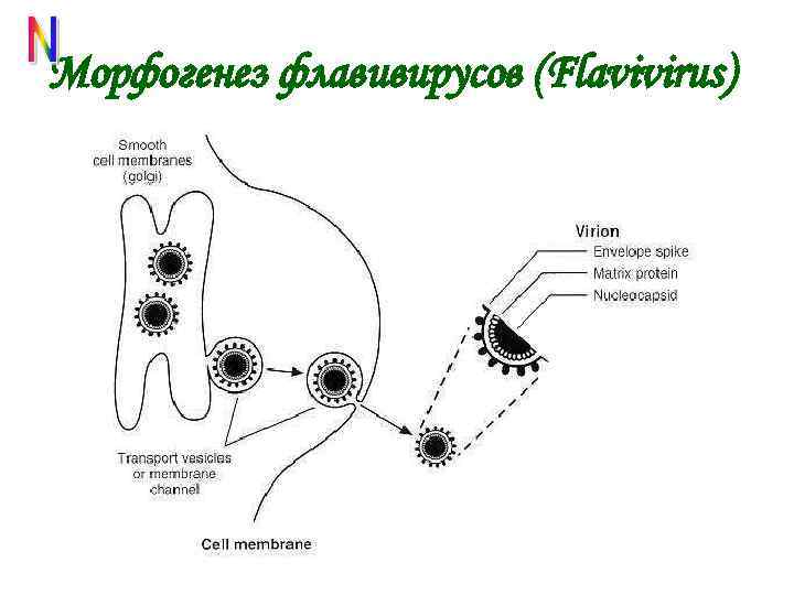 Морфогенез флавивирусов (Flavivirus) 