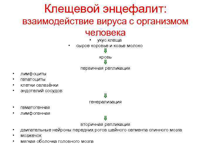 Клещевой энцефалит: взаимодействие вируса с организмом человека • • • лимфоциты гепатоциты клетки селезёнки