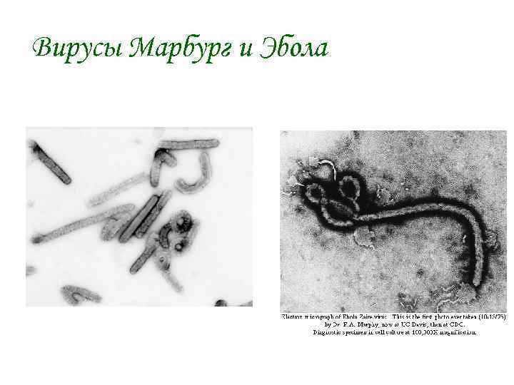 Вирусы Марбург и Эбола 