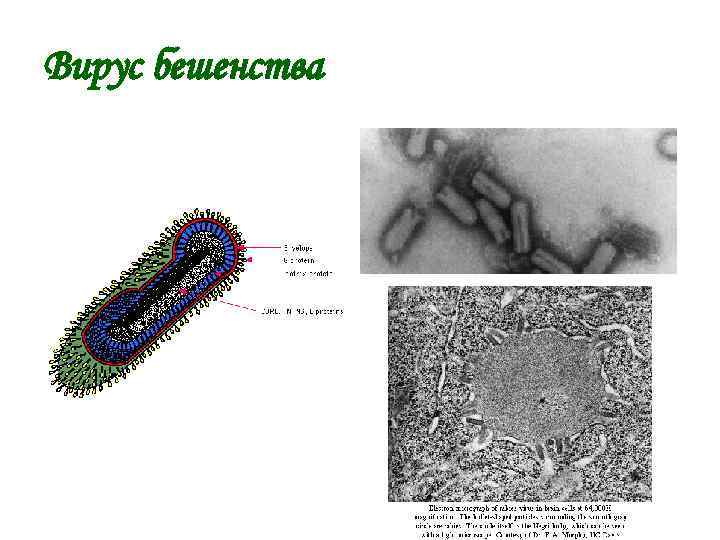 Вирус бешенства презентация по микробиологии