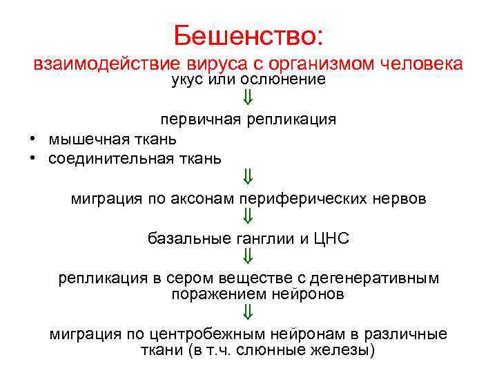 Бешенство: взаимодействие вируса с организмом человека укус или ослюнение первичная репликация • мышечная ткань