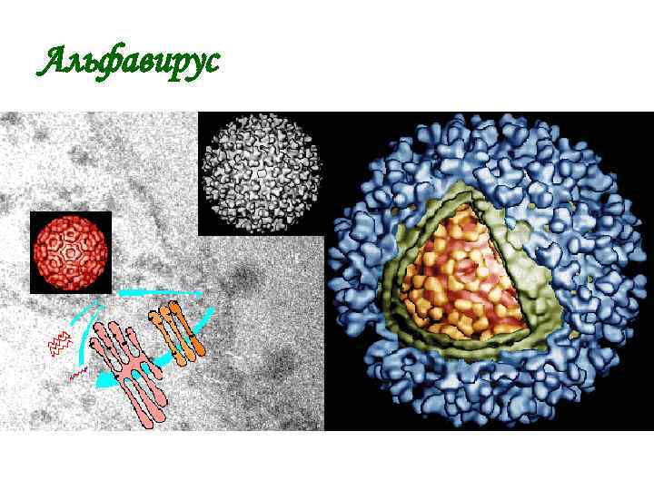 Альфавирус 